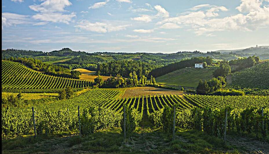 Vineyards in the San Gimignano countryside by Stefano Orazzini