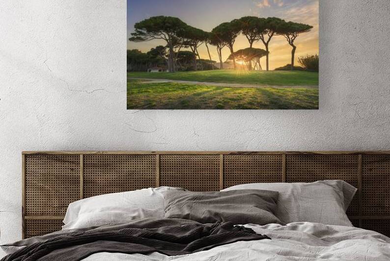  Baratti stone pines by Stefano Orazzini