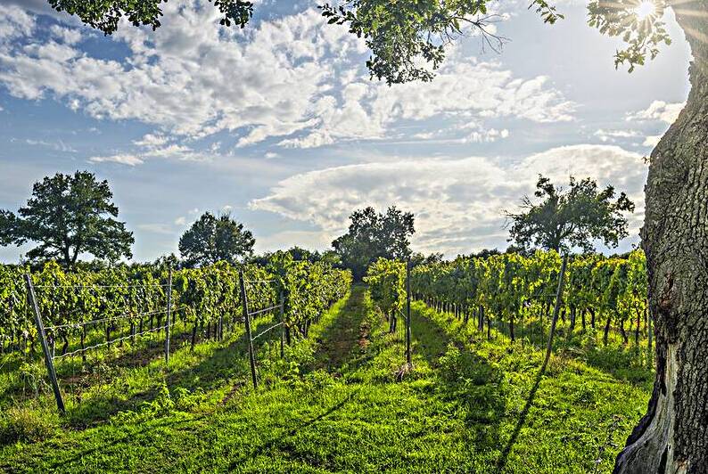 Morellino di Scansano vineyards and a tree by Stefano Orazzini