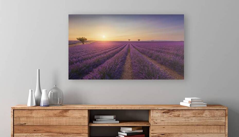 Blooming lavender field and trees at sunset in Provence by Stefano Orazzini