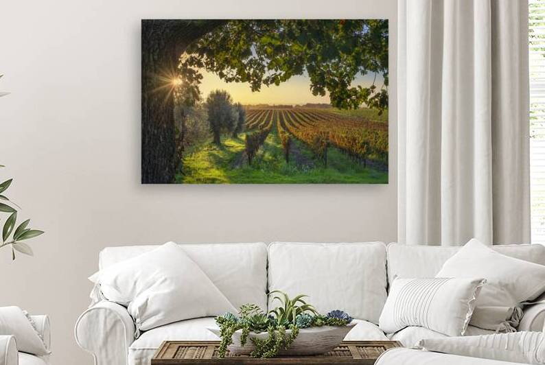 Vineyards and olive trees in Bolgheri  by Stefano Orazzini