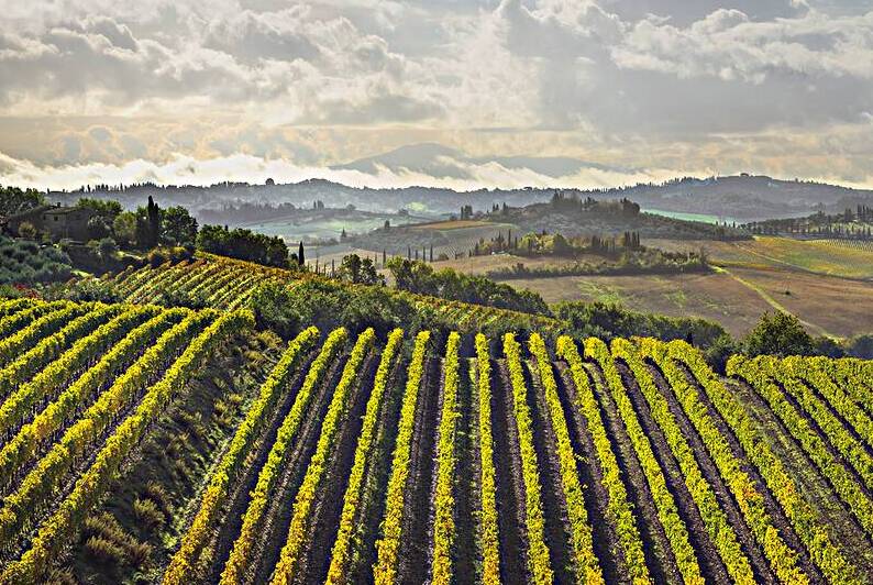 Vineyards landscape in Castellina in Chianti. Italy by Stefano Orazzini