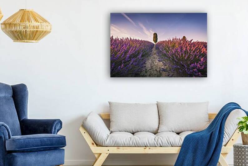 Lavender field and cypress tree at sunset. Tuscany by Stefano Orazzini