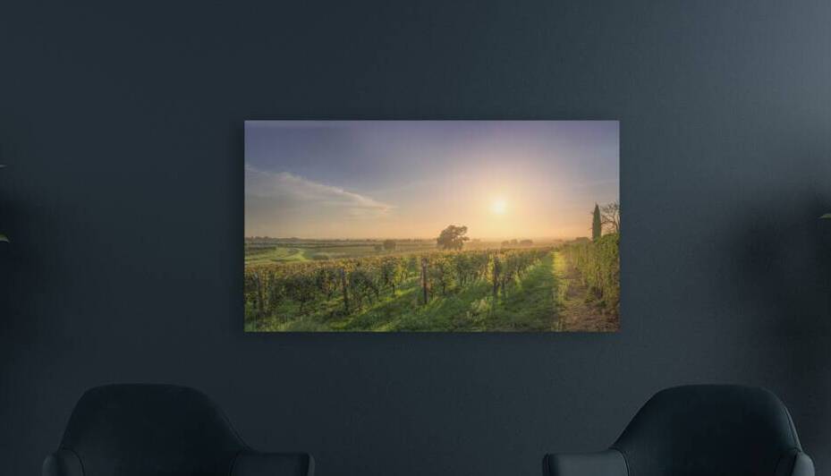 Bolgheri vineyards and trees in a foggy sunset by Stefano Orazzini