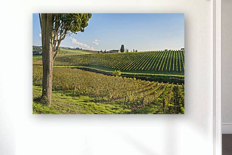 Cypress tree and Chianti vineyards landscape. Tuscany by Stefano Orazzini