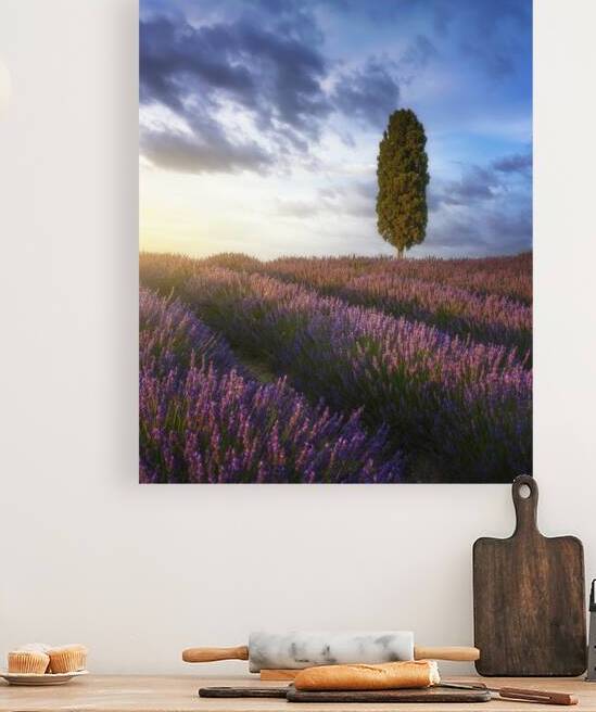 Lavender field and cypress tree at sunset. Tuscany by Stefano Orazzini