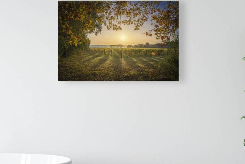 Bolgheri Vineyard Sunrise. Tuscan Autumn Landscape Italy by Stefano Orazzini