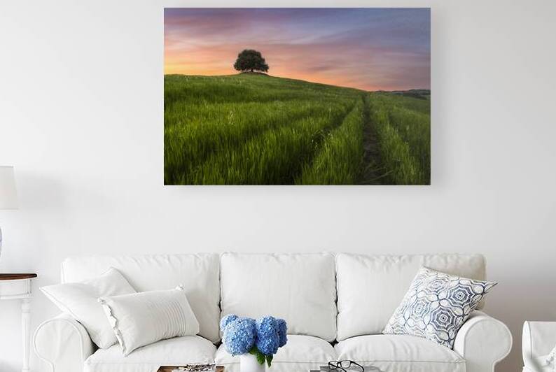 Tuscan Hill Sunset. Holm Oak in Pieve a Salti Siena Italy by Stefano Orazzini