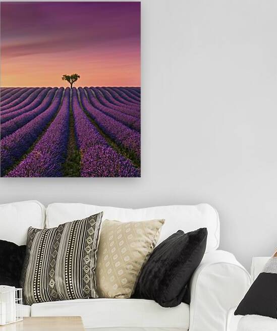 Provence Sunset Valensole Lavender Field and a Lone Tree by Stefano Orazzini