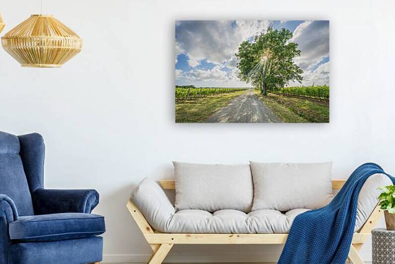 Tuscan Wine Country Road and Tree in Bolgheri Vineyards by Stefano Orazzini
