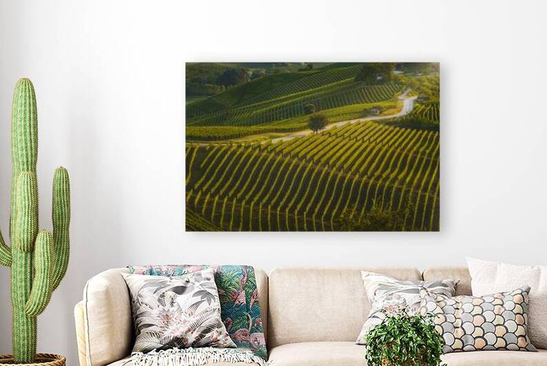 Golden Hour in the Langhe. Winding Road Through Vineyards by Stefano Orazzini