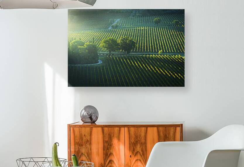 Golden morning over Montepulciano vineyards Tuscany by Stefano Orazzini