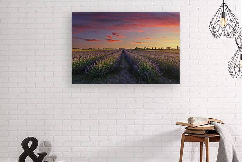 Lavender Bloom on the Etruscan Coast by Stefano Orazzini