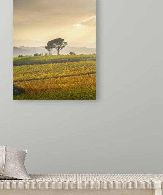 Stone pine and vineyards autumn landscape in Chianti region by Stefano Orazzini