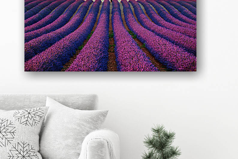 Lavender and lonely tree on the top of the hill. Provence France by Stefano Orazzini