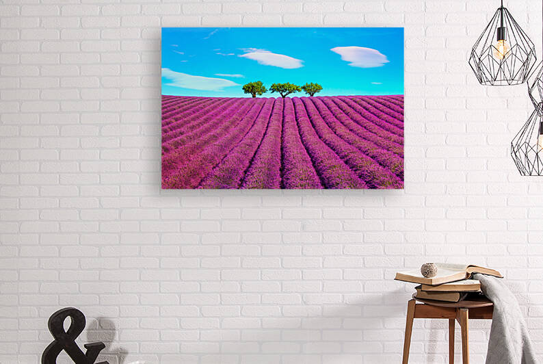 Lavender and trees on top of the hill. Provence France by Stefano Orazzini