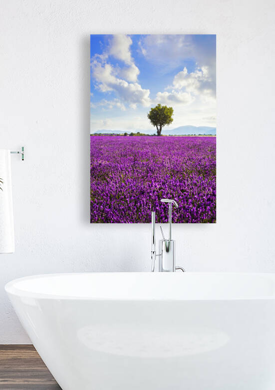 Lavender field and lonely tree. Provence France by Stefano Orazzini