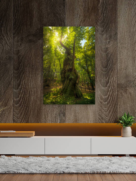 Secular chestnut tree in Casentino forest. Tuscany Italy by Stefano Orazzini