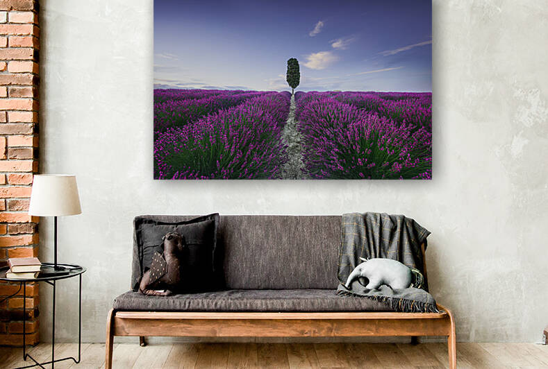 Lavender fields and cypress tree. Orciano Pisano Tuscany Italy by Stefano Orazzini