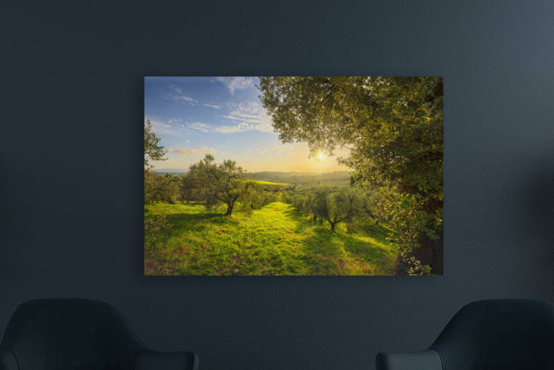 Olive Grove and a Tree at sunset. Tuscany by Stefano Orazzini