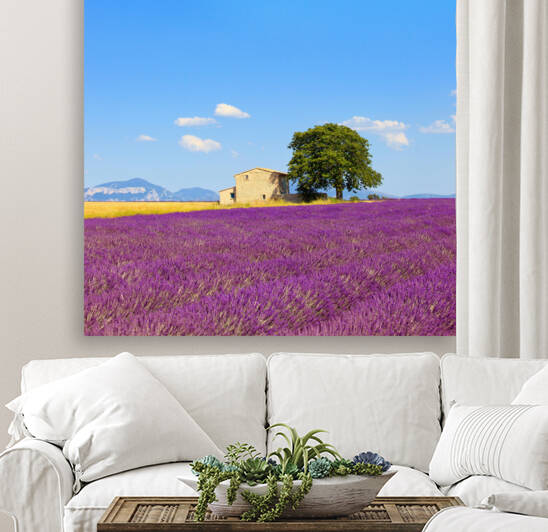Lavender field a house and a lonely tree. by Stefano Orazzini