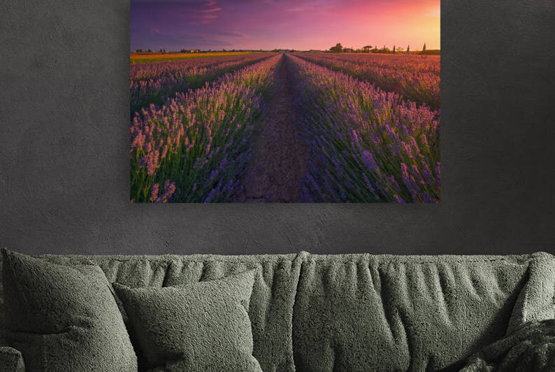 Lavender flowers fields and beautiful sunset. Marina di Cecina Tuscany Italy by Stefano Orazzini