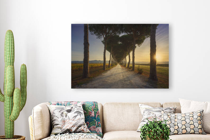 Bolgheri tree-lined road and vineyards at sunrise. Maremma by Stefano Orazzini