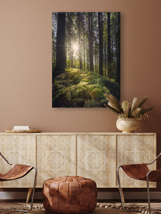 Acquerino nature reserve forest. Trees and ferns in the morning. by Stefano Orazzini
