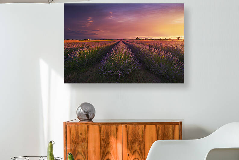 Lavender flowers fields and a beautiful sunset. Marina di Cecina  by Stefano Orazzini