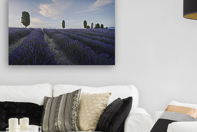 Lavender fields and trees at sunset. Tuscany Italy by Stefano Orazzini