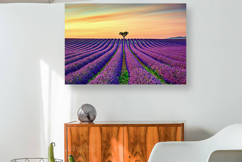 Lavender and lonely trees at sunset. Provence France by Stefano Orazzini