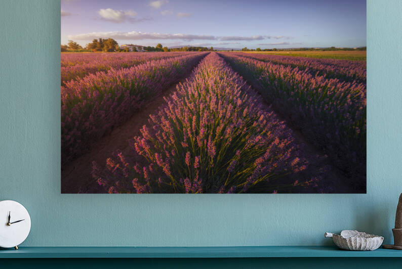 Lavender flowers fields at sunset. Marina di Cecina Tuscany by Stefano Orazzini