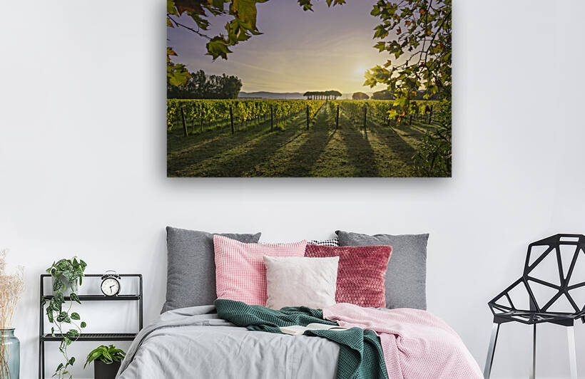Bolgheri vineyard and a pine tree group at sunrise. Tuscany by Stefano Orazzini