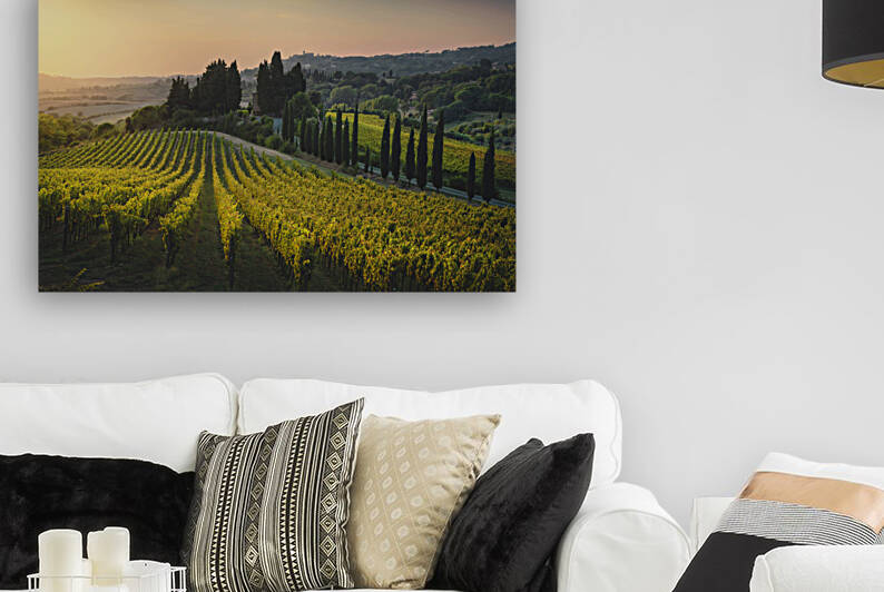 Vineyards at sunset in Maremma. Casale Marittimo. Tuscany  by Stefano Orazzini