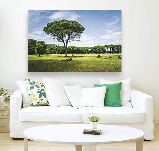 Stone pine tree in San Rossore park. Pisa Tuscany Italy by Stefano Orazzini