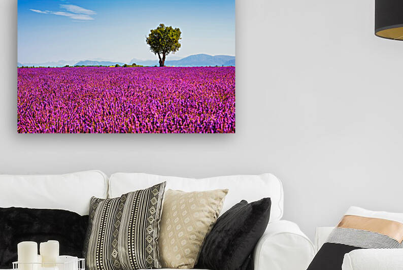 Lavender field and a solitary tree. Provence France by Stefano Orazzini