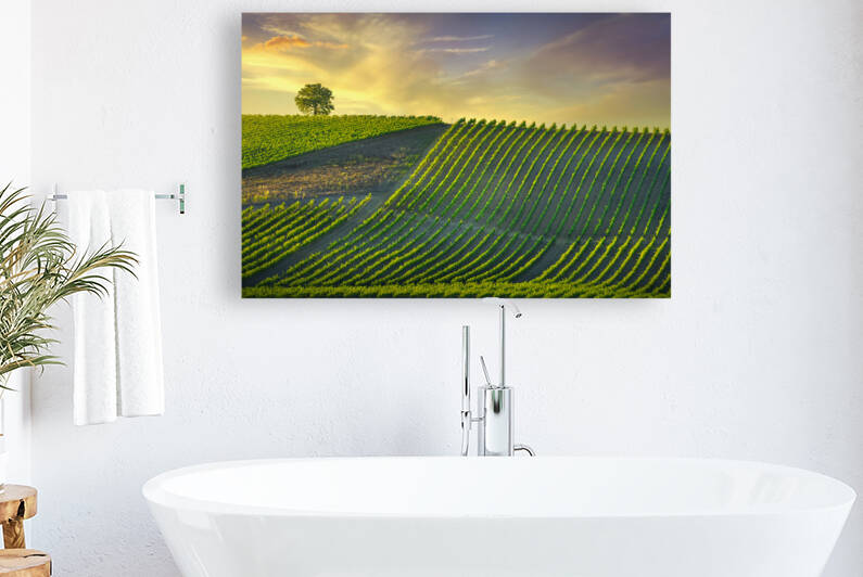 Vineyard and tree at sunset. Castellina in Chianti. Tuscany by Stefano Orazzini