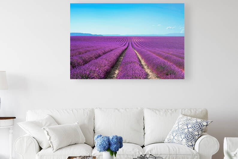 Lavender flowers endless fields. Provence France by Stefano Orazzini