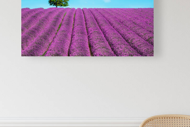 Lavender and lonely tree. Provence France by Stefano Orazzini