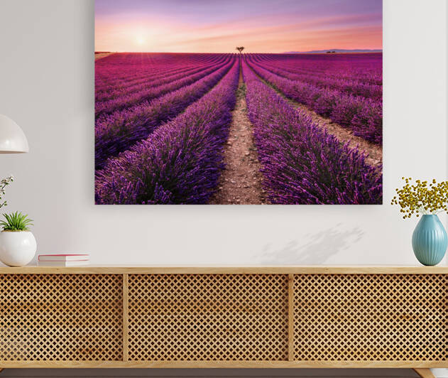 Lavender and a tree at sunset. Provence France by Stefano Orazzini