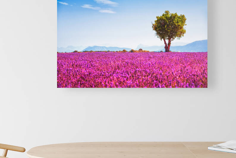 Lavender and a lonely tree. Provence France by Stefano Orazzini