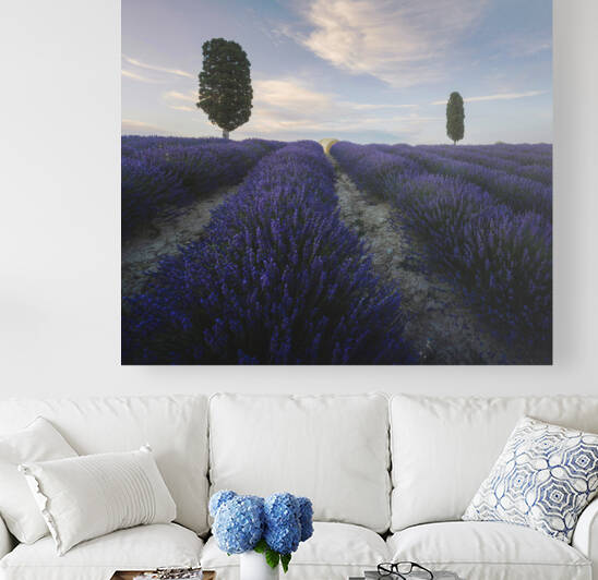Lavender field and two trees. Tuscany Italy by Stefano Orazzini