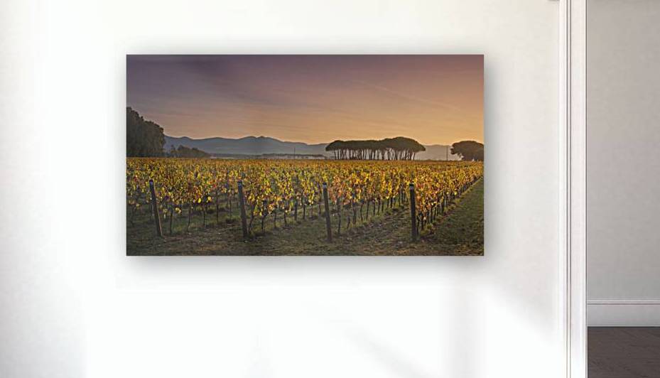 Bolgheri vineyards and pine trees at sunrise. Tuscany by Stefano Orazzini