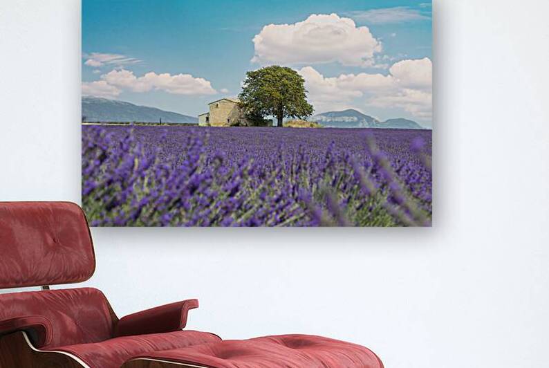 Lavender field a house and a tree. France by Stefano Orazzini