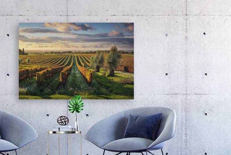 Bolgheri vineyards and olive trees at sunset. Tuscany  by Stefano Orazzini
