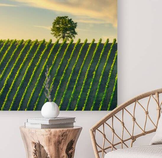 Vineyard and a tree at sunset. Castellina in Chianti. Tuscany by Stefano Orazzini