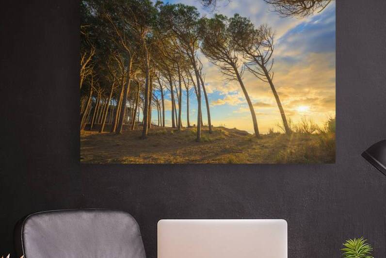 Pine trees and sea. Marina di Cecina. Tuscany by Stefano Orazzini