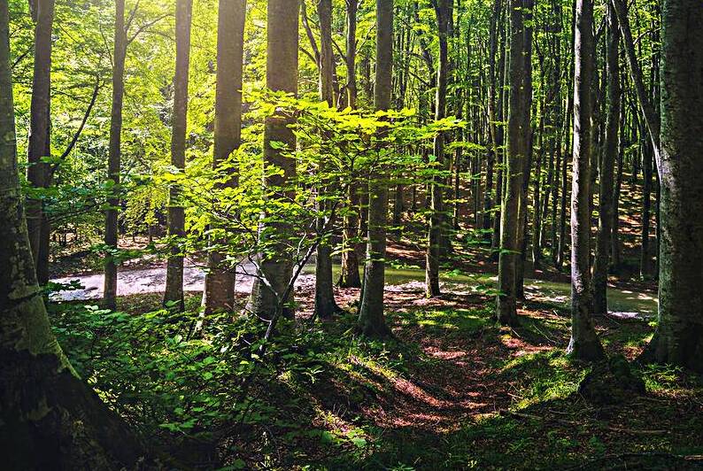 Beautiful light in the beech forest. Tuscany by Stefano Orazzini