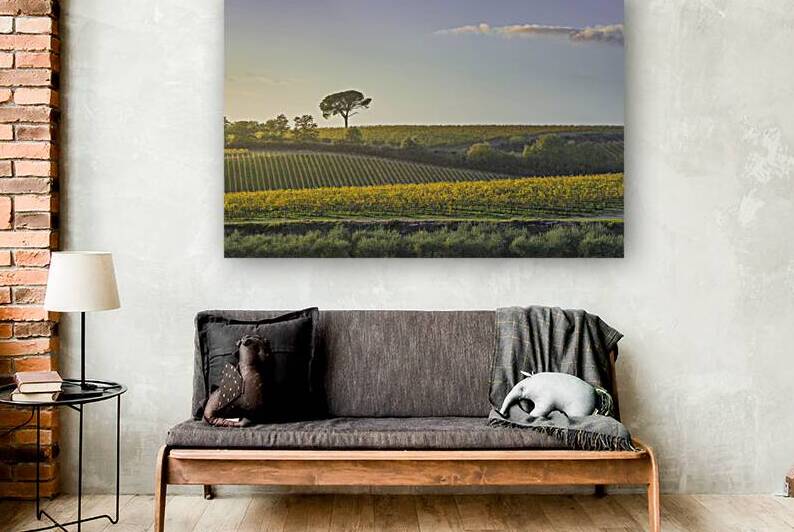 Stone pine and vineyards autumn landscape in Chianti region by Stefano Orazzini