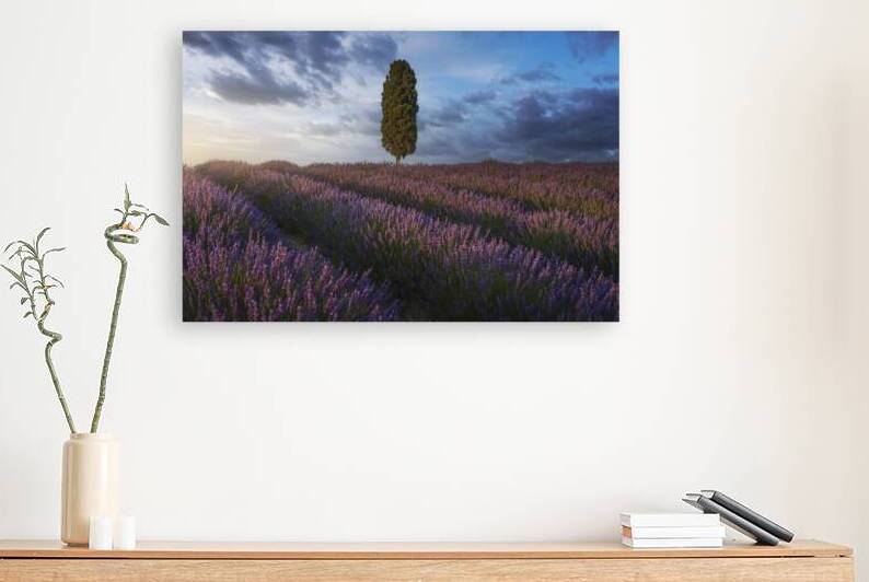 Lavender fields and cypress tree at sunset. Tuscany by Stefano Orazzini